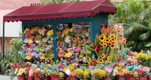 איך לבחור חנות פרחים ברחובות